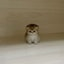 smolcat