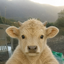 Bullchua