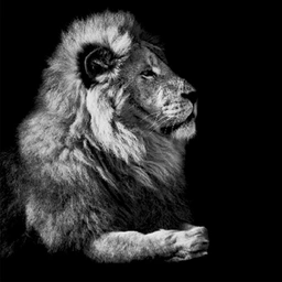 The Lion