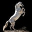 WHITEHORSE