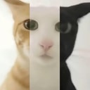 老吴