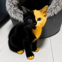 BICAT