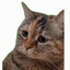 委屈猫