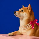 DOGUE